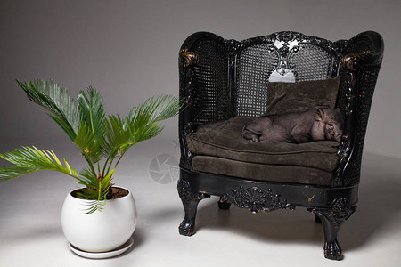 黑色越南小猪躺在室内植物旁边的复古扶手椅上放松猪的农图片