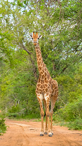 Giraffe站在图片