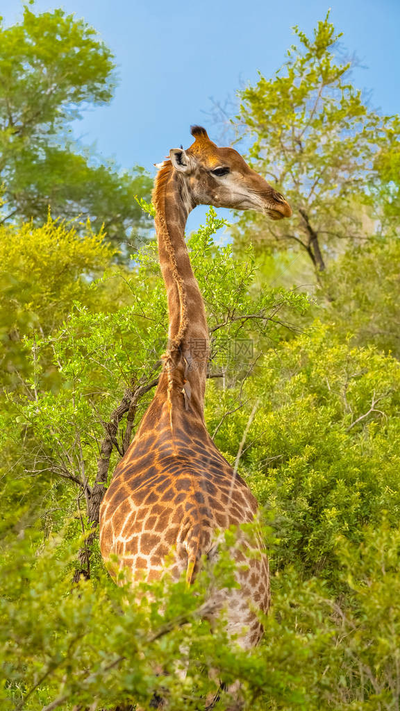 Giraffe站在图片