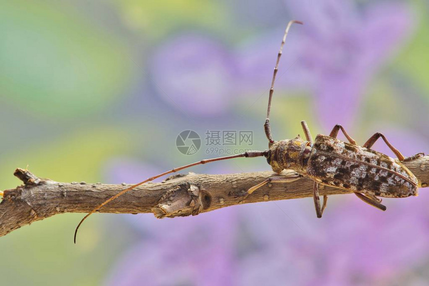 棕色长角甲虫Monochasmus在休斯顿TX温泉日漫步于一根带有柔软粉红色和紫色花图片