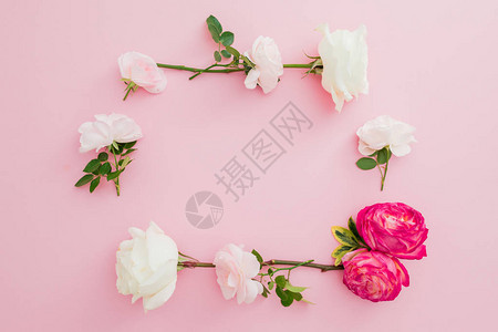 白玫瑰和红玫瑰的花朵以及粉红色背景的叶子图片