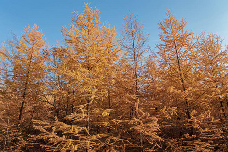 金色的秋天落叶松树映衬着蓝天图片