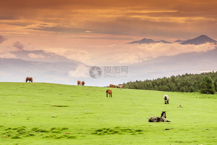 在山上吃草的马群图片
