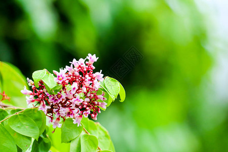 花园里盛开的粉红色花朵和模糊的绿叶背景图片