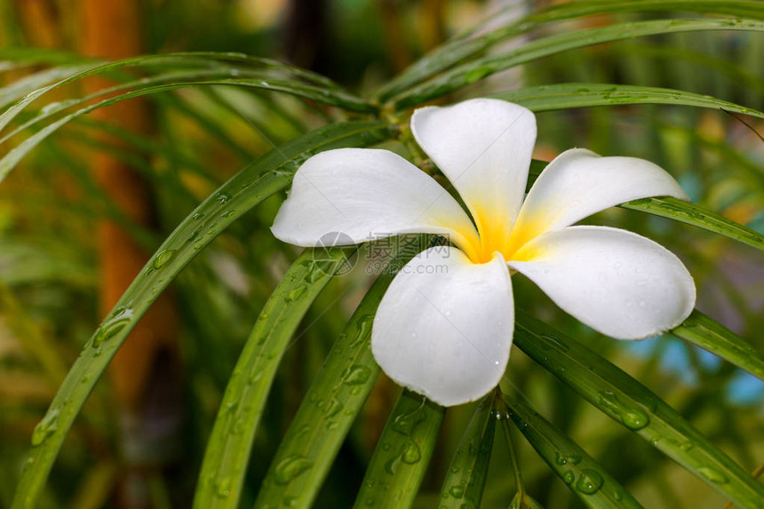 棕榈叶上的白色鸡蛋花在绿叶中的精致素馨花神圣的花和不朽的象征广告假期和前往异图片