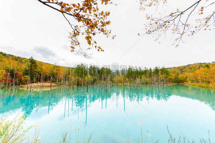 Biei北海道秋季节的蓝色池塘Aioike是比埃图片