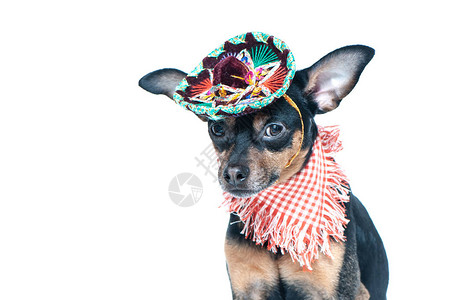 墨西哥狗在薄膜和孤立图片