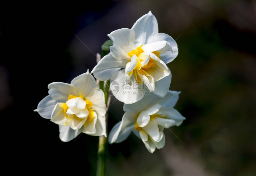 明亮盛开的水仙花开花的水仙花图片