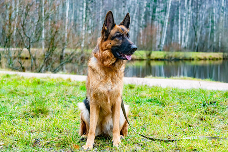 老德国牧羊犬坐在池塘上图片