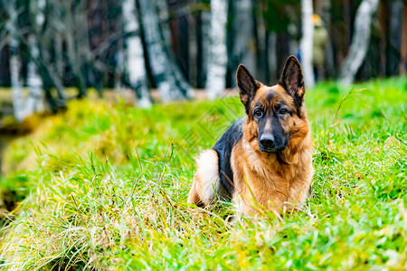 德国牧羊犬躺在池塘的岸边图片