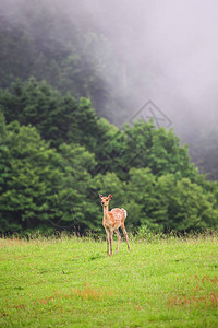夏季北海道的鹿图片