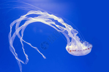 大西洋海织网水母克赖萨罗亚五角通图片