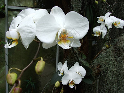苏黎世市植物园中的热带花朵图片