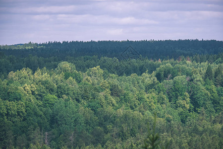 从上面看到的雾天的常绿森林遥远的地平线复古外观图片