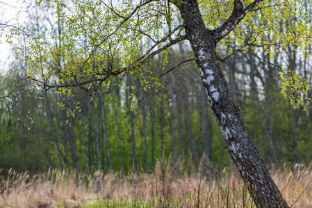 自然环境中美丽的树干树枝和树叶夏季冬秋春的混图片