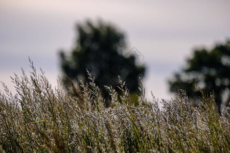 日落时在田野里的草特写图片