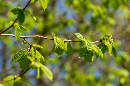 自然环境中美丽的树干树枝和树叶夏季冬秋春的混背景图片