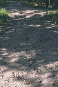 简单的乡村森林道路周围有树叶和树木图片