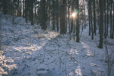 冰雪覆盖的森林风景图片