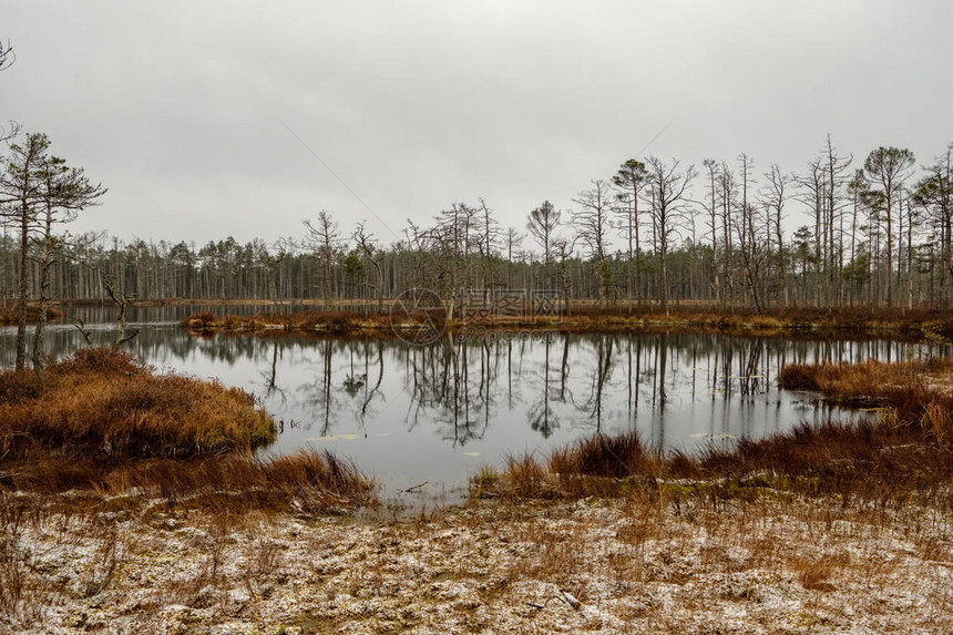 沼泽地貌与干燥的松树水中的反射和绿草上的初雪图片