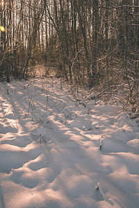 黄昏的野生积雪森林图片