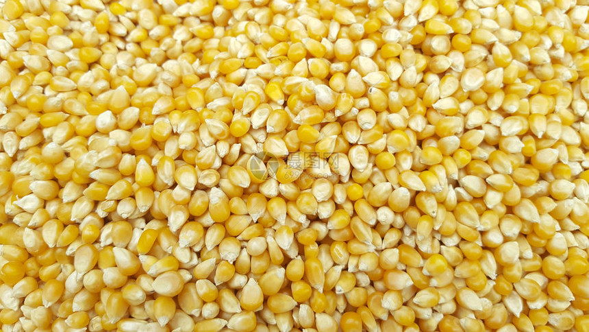 作为背景纹理的玉米种子图片