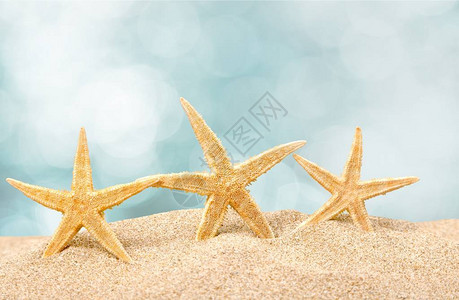 沙滩上的海星旅游概念图片