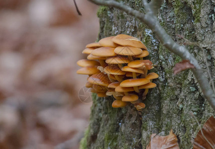 秋叶中森林蘑菇的特写图片