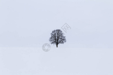 冬天雪中树的风景图片