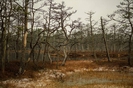 沼泽地貌与干枯的遥远树木图片