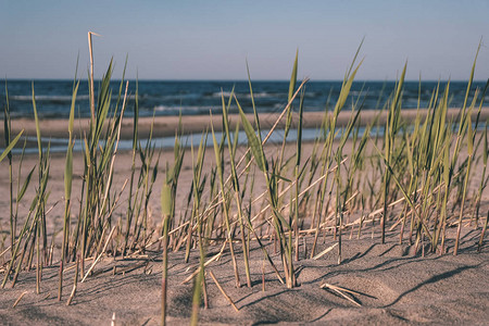 夏季大泛海沙滩景色背景图片