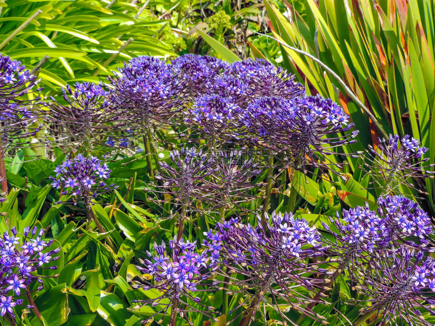 美丽的紫色花朵和绿色植物图片