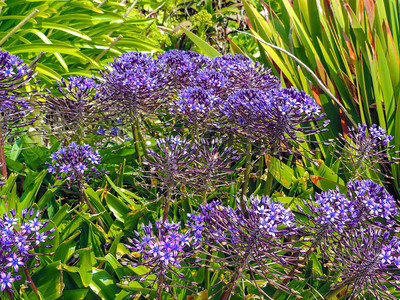美丽的紫色花朵和绿色植物图片