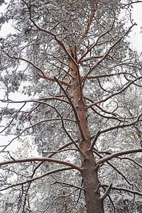 降雪后的深秋森林树上覆盖着厚的雪帽图片