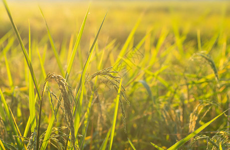 在阳光充足的田野农田中特写金稻米图片