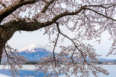 日本川口湖春天晚上在富士山图片