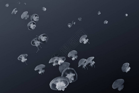 几条蓝色水母照片覆盖层黑白图片