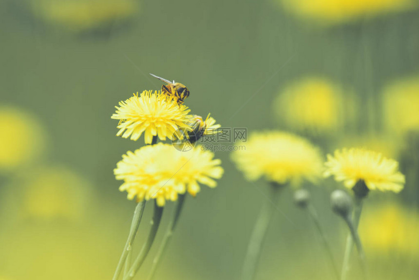 蜜蜂在野花上的特写视图图片