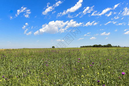 绚丽的夏日风景图片