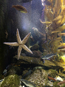 许多鱼海星和海洋生物在海床附近的水下图片