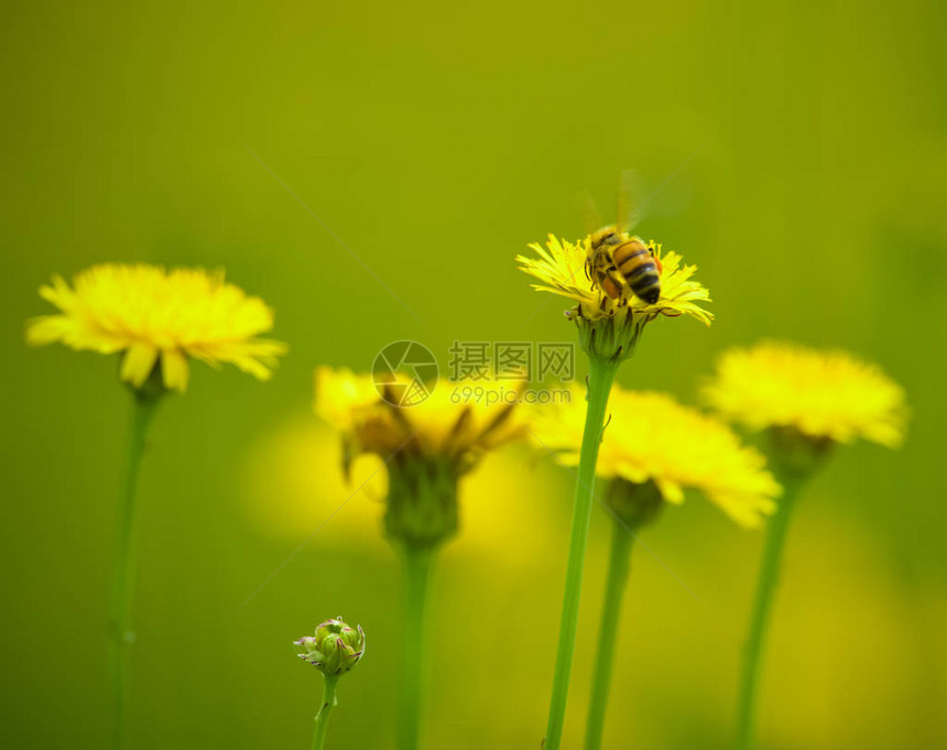 蜜蜂在野花上的特写视图图片