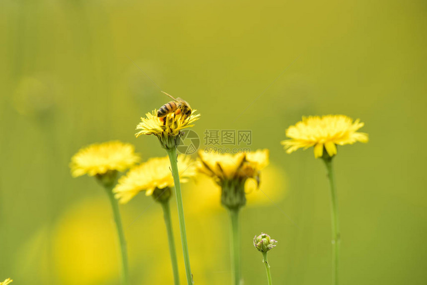 蜜蜂在野花上的特写视图图片