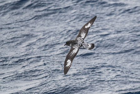 开普鸽海燕角南极鸟南极洲背景