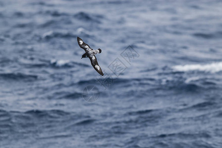 海燕角南极鸟南极洲图片
