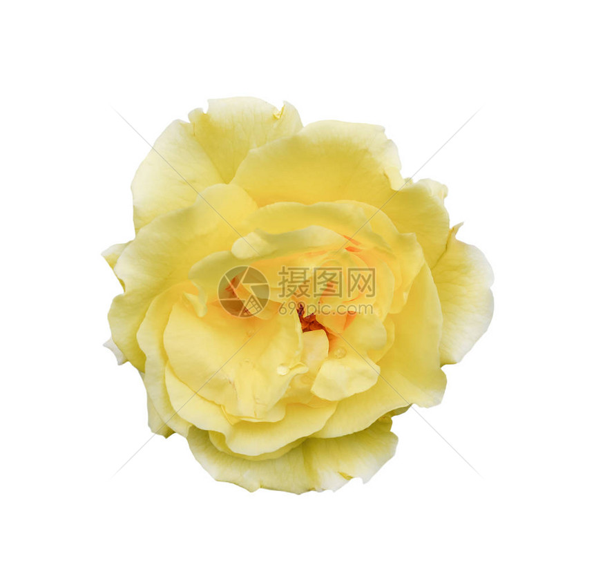 孤立在白色背景上的黄玫瑰完全打开柔和的茶玫瑰头状花序隔离在白色背景上嫩图片
