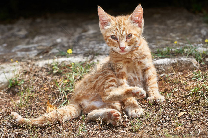 好奇的小猫坐在路边图片