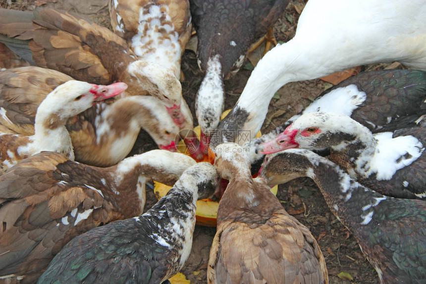 鸭鹅和番鸭在家禽中吃南瓜家禽在院子里喂食家禽在家图片