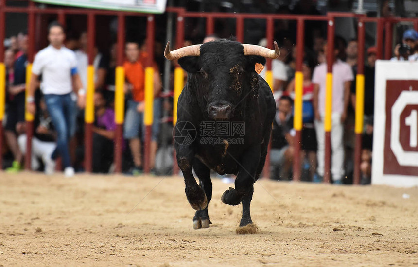 在西班牙斗牛场奔跑的公牛图片