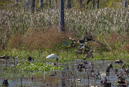 大猎物在沼泽边缘跟踪猎食者Ardea图片