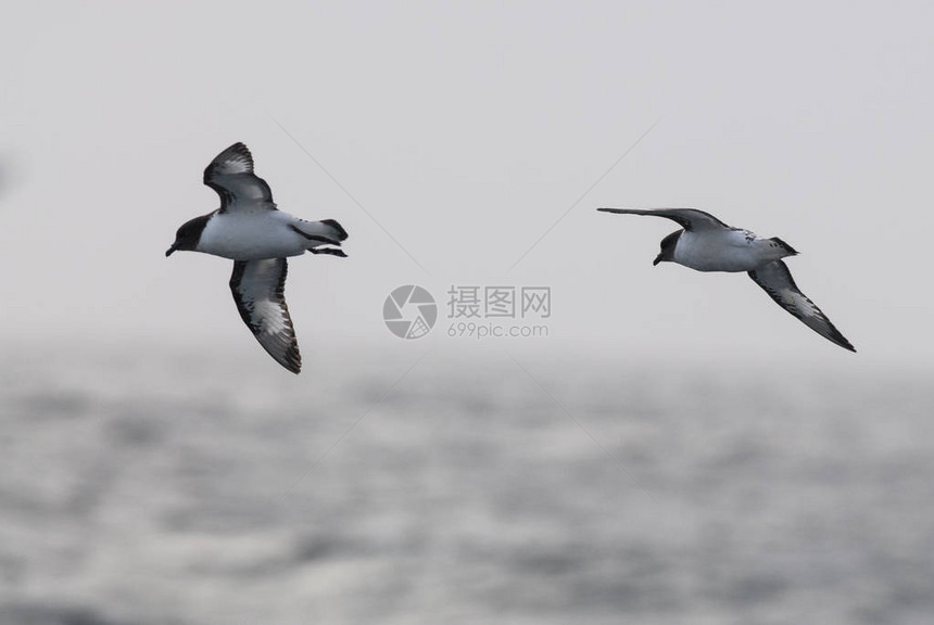 海燕角南极鸟南极洲图片